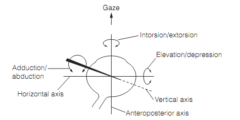 379_Extraocular eye muscle control 1.png